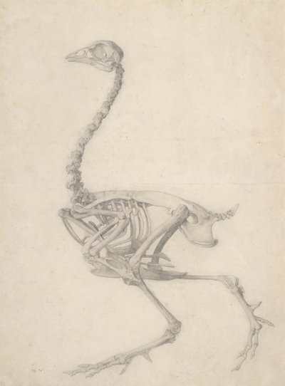 The Skeleton of a Fowl, from the series 